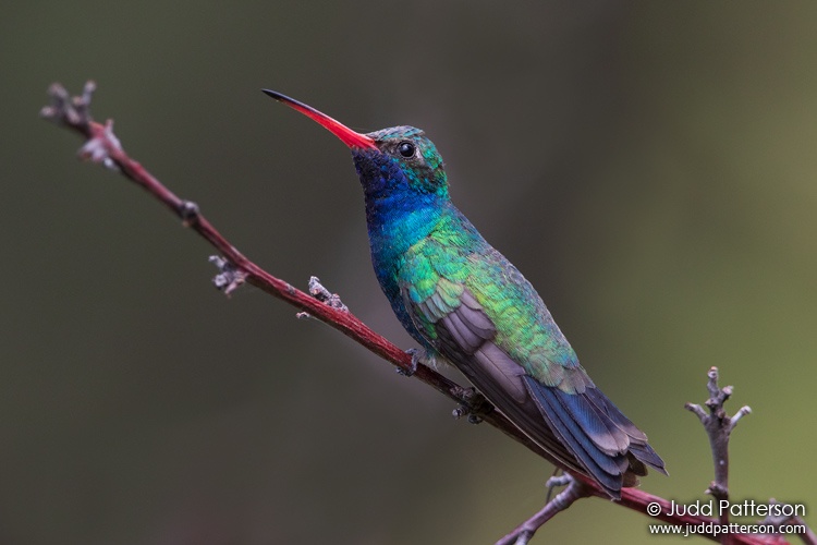 Broad-billed Hummingbird, Madera Canyon, Arizona, United States